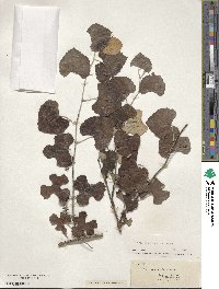 Vitis shuttleworthii image