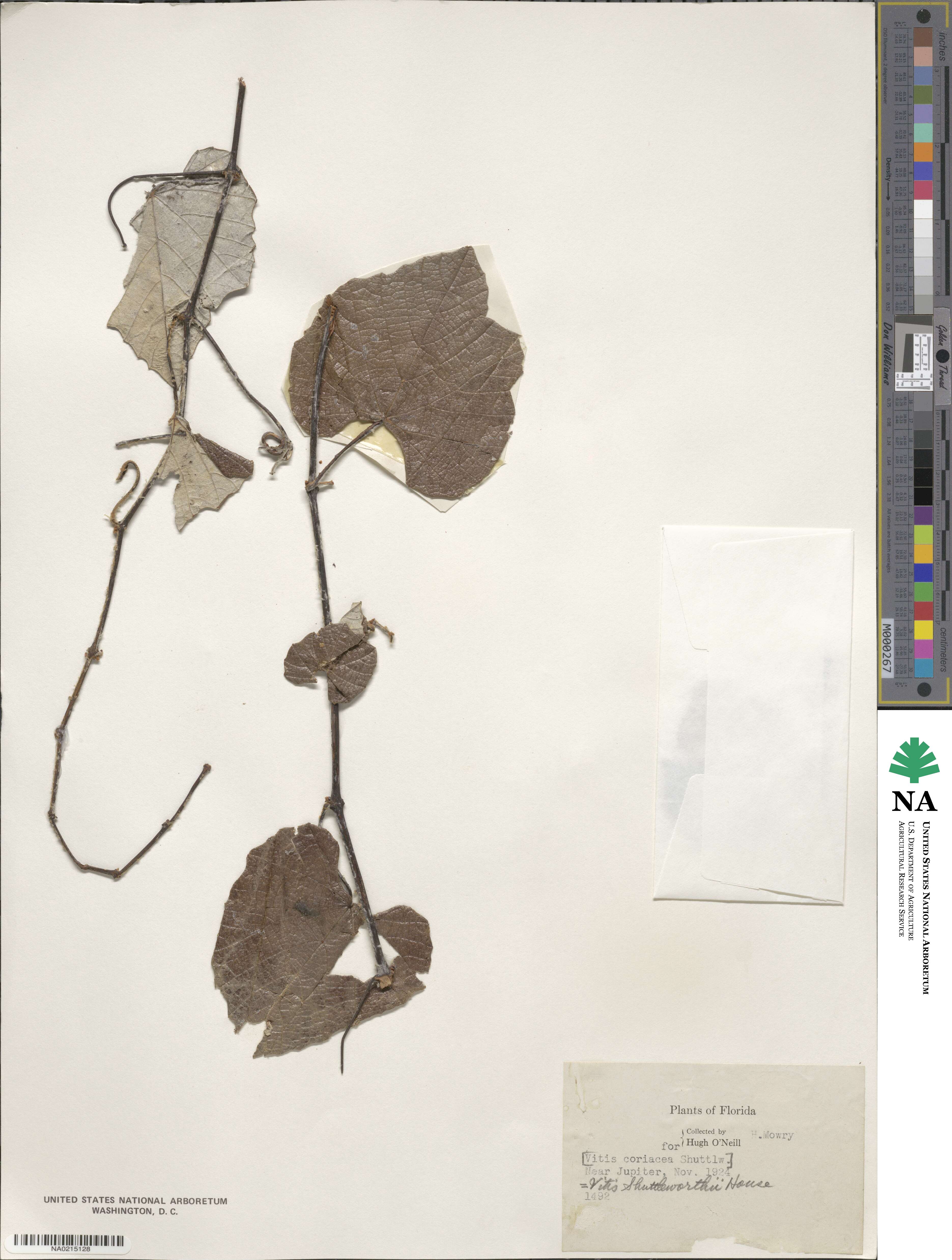 Vitis shuttleworthii image