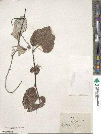 Vitis shuttleworthii image