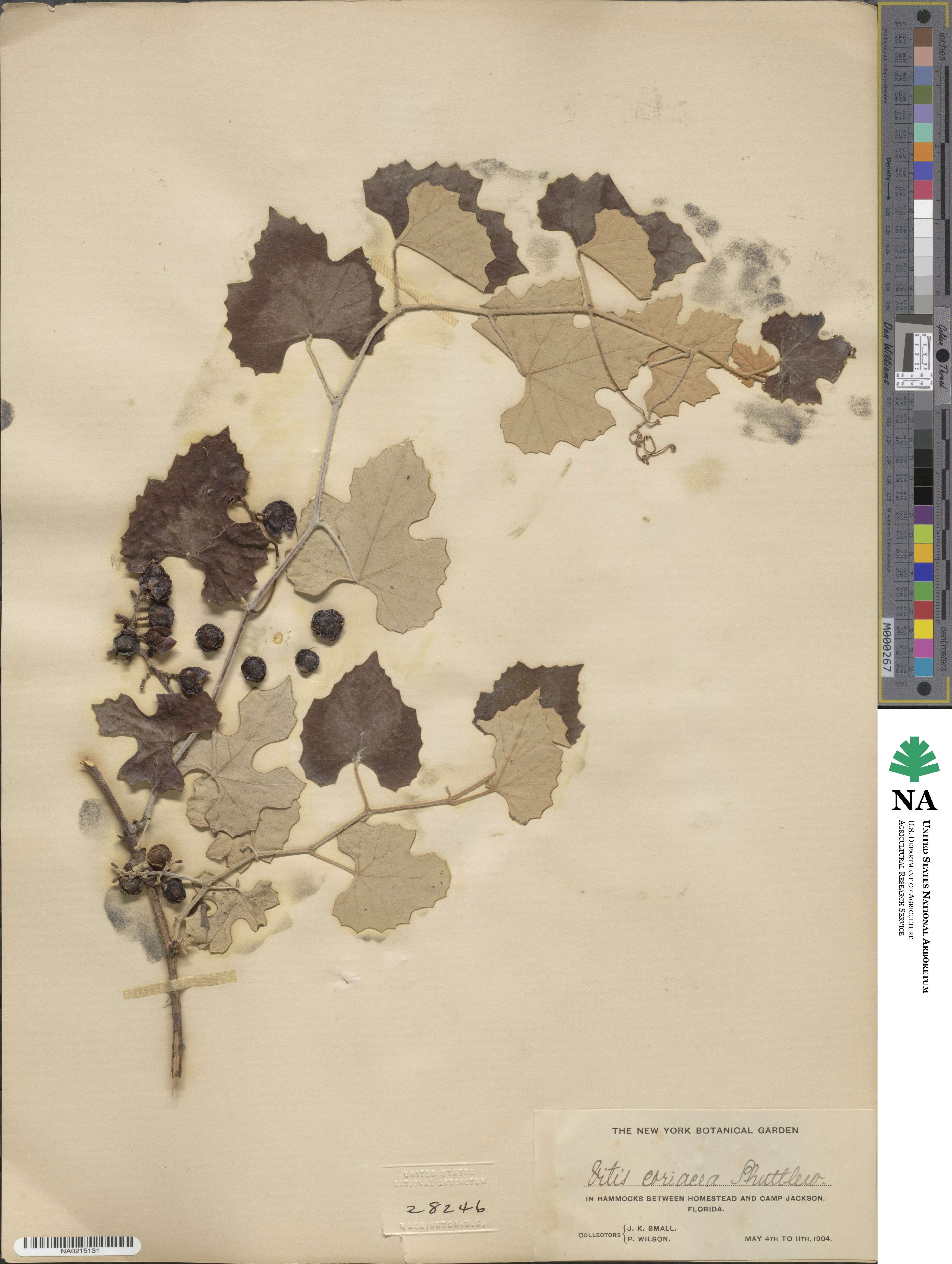 Vitis shuttleworthii image