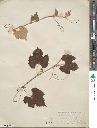 Vitis shuttleworthii image