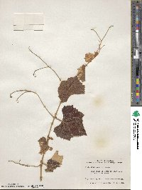 Vitis shuttleworthii image