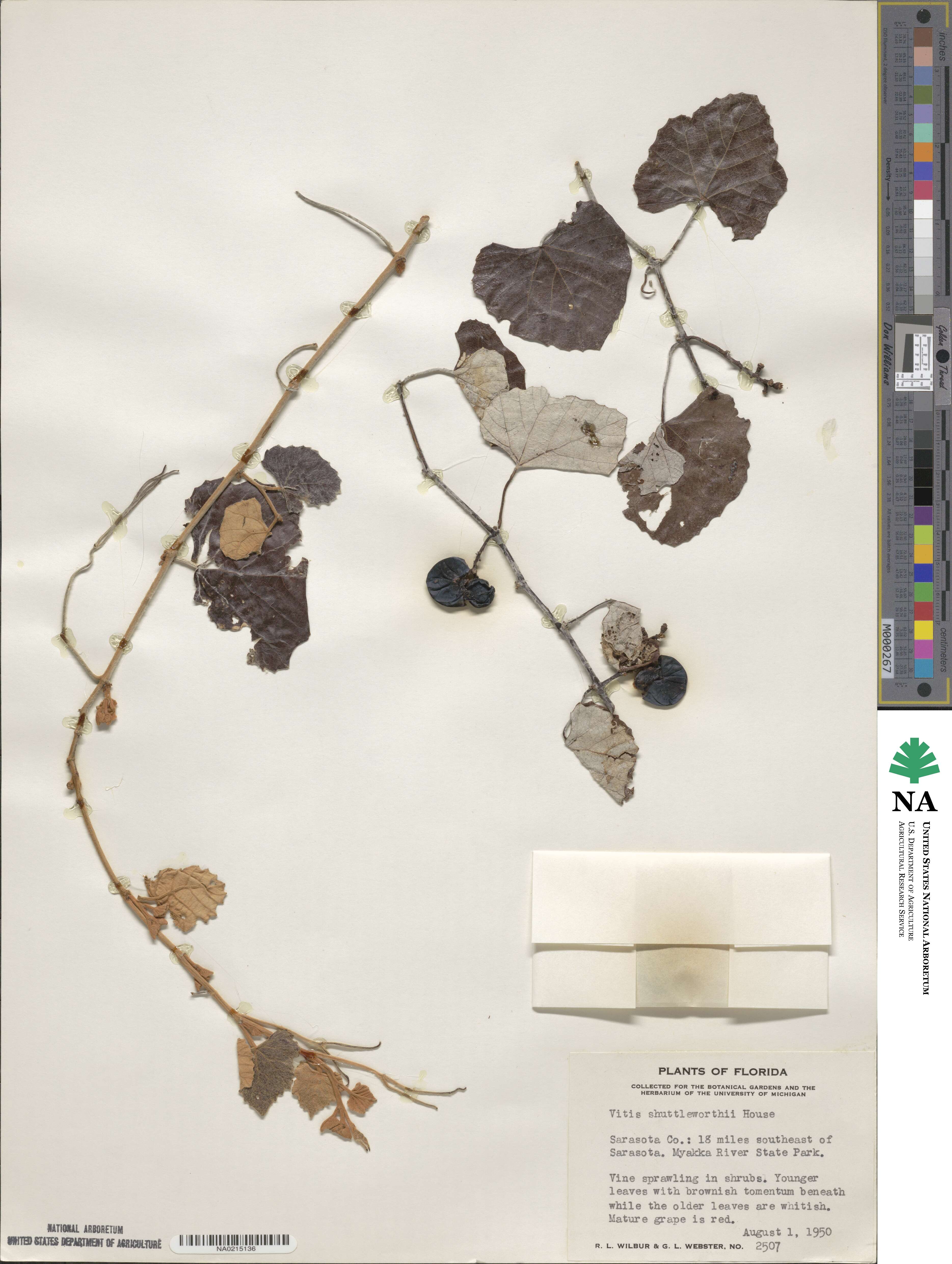 Vitis shuttleworthii image