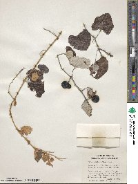 Vitis shuttleworthii image