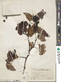 Vitis aestivalis image