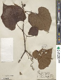 Vitis cinerea var. floridana image