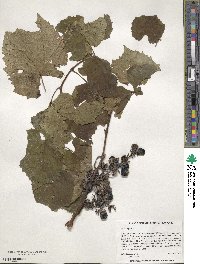 Vitis vinifera image