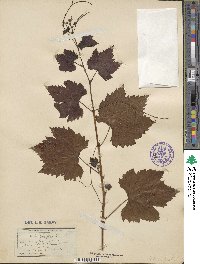 Vitis vinifera image