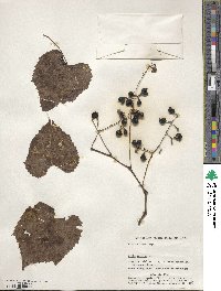 Vitis vulpina image