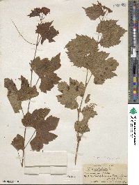 Vitis vulpina image