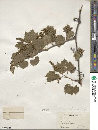 Vitis vulpina image