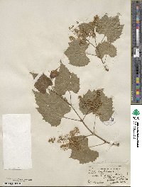 Vitis vulpina image