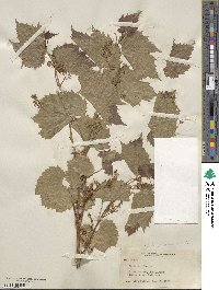 Vitis vulpina image