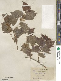 Vitis vulpina image