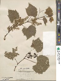 Vitis vulpina image