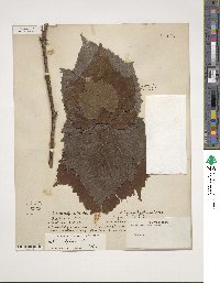 Vitis vulpina image