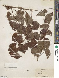 Vitis vulpina image