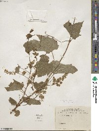 Vitis vulpina image