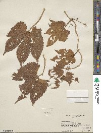 Vitis vulpina image