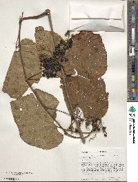 Vitis vulpina image