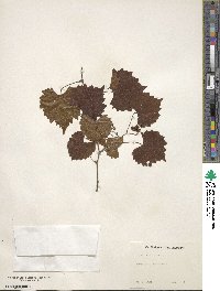 Vitis vulpina image