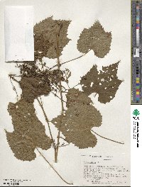 Vitis vulpina image