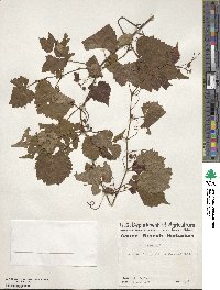 Vitis vulpina image