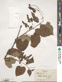 Vitis vulpina image