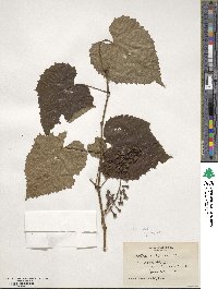 Vitis vulpina image