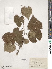 Vitis vulpina image