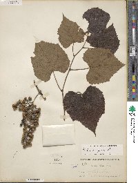 Vitis vulpina image