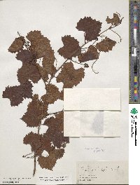 Vitis vulpina image