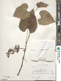 Vitis vulpina image