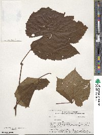 Vitis vulpina image