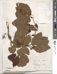 Vitis vulpina image