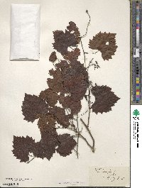 Vitis vulpina image