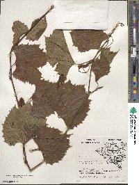 Vitis vulpina image