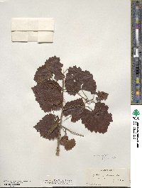 Vitis vulpina image