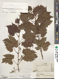 Vitis vulpina image