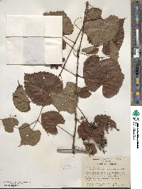 Vitis vulpina image