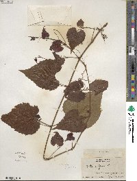 Vitis vulpina image