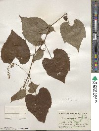 Vitis vulpina image