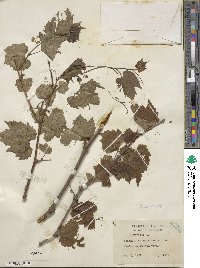 Vitis vulpina image