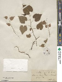 Vitis vulpina image