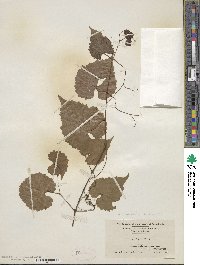 Vitis vulpina image