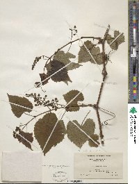 Vitis vulpina image