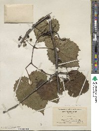 Vitis vulpina image