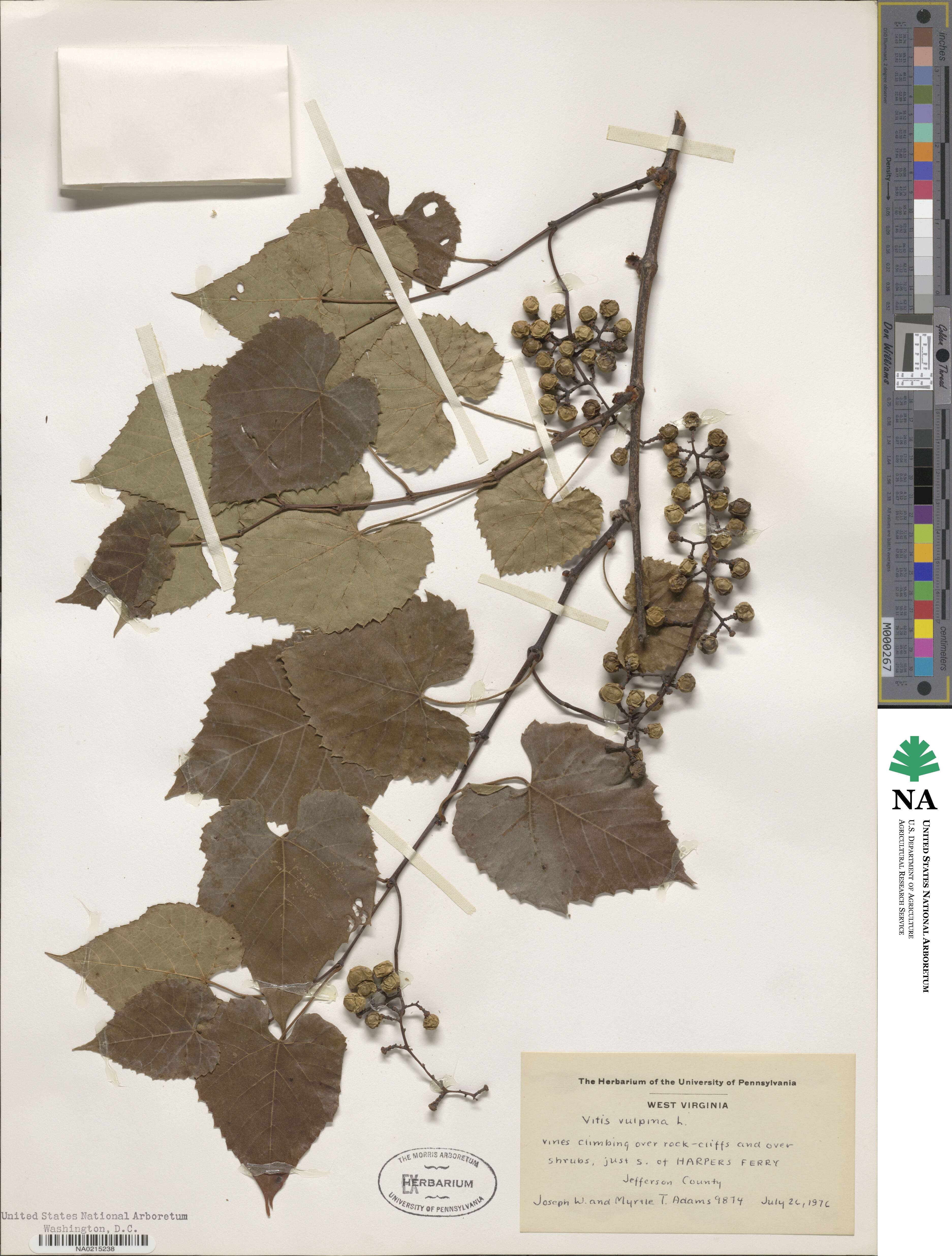 Vitis vulpina image