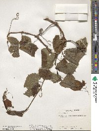 Vitis vulpina image