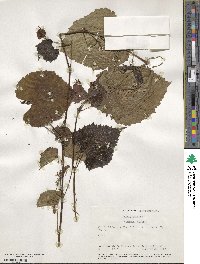 Vitis vulpina image